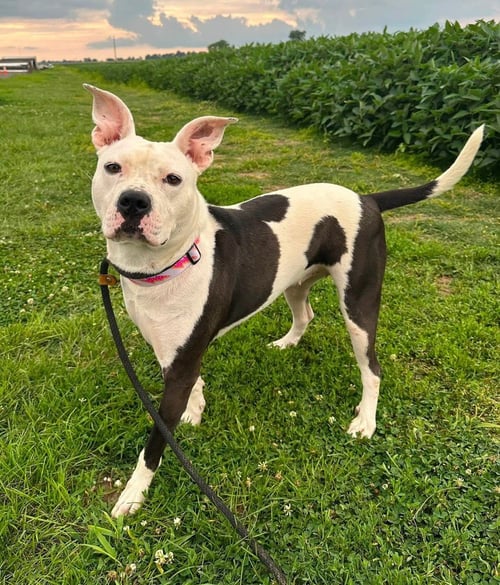 MIRASOL - Pit Bull Terrier available for adoption