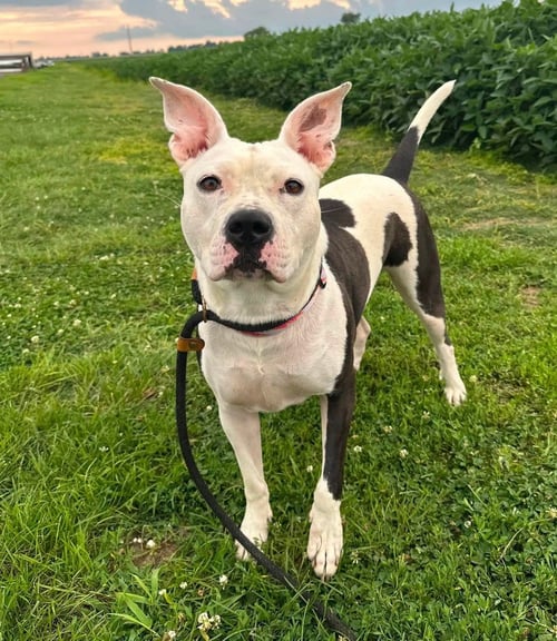 MIRASOL - Pit Bull Terrier available for adoption