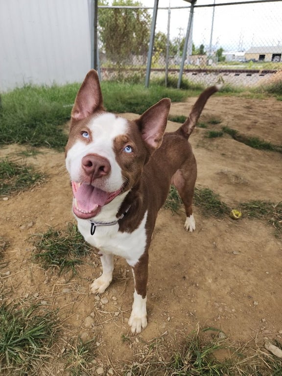 Toby Blue Eyes Image