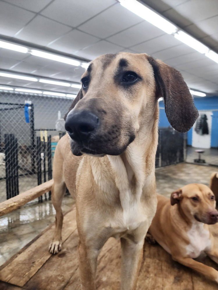 FOREST (KOPPER) - Hound / Great Dane available for adoption