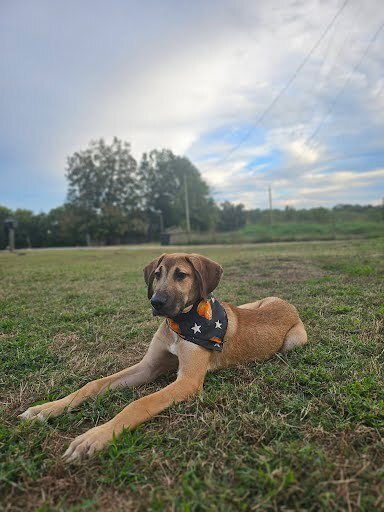 FOREST (KOPPER) - Hound / Great Dane available for adoption