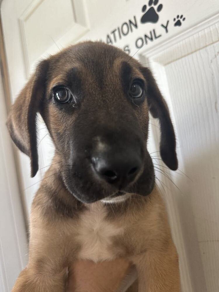 Forest (Kopper) - Photo 3