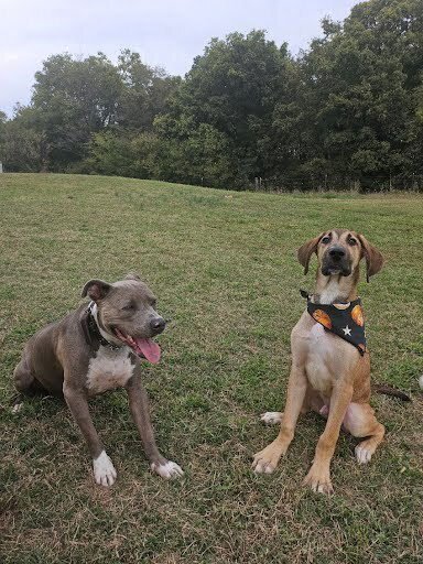 Forest (Kopper) - Photo 4