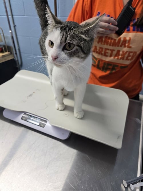 KANGA - Domestic Short Hair available for adoption