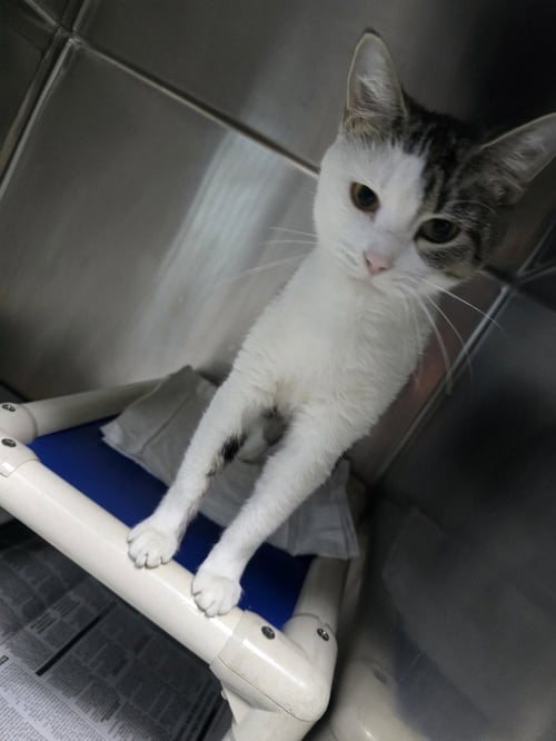 KANGA - Domestic Short Hair available for adoption