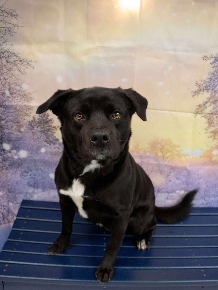 GRIMM - Terrier available for adoption