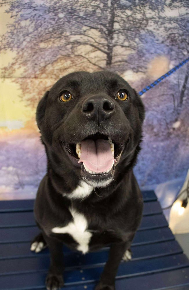 GRIMM - Terrier available for adoption