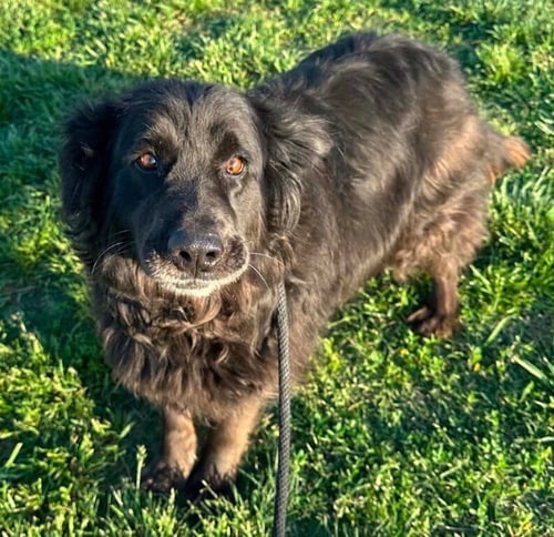 BALLET - Labrador Retriever available for adoption