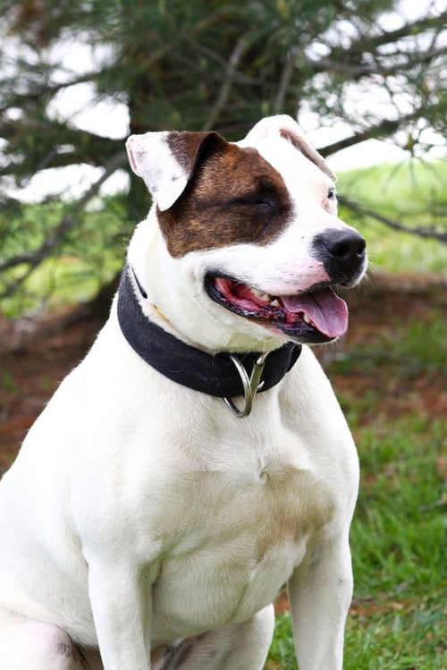 IZZY - American Staffordshire Terrier / Dogo Argentino available for adoption