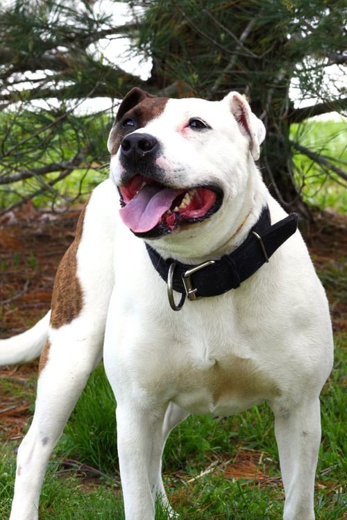 IZZY - American Staffordshire Terrier / Dogo Argentino available for adoption