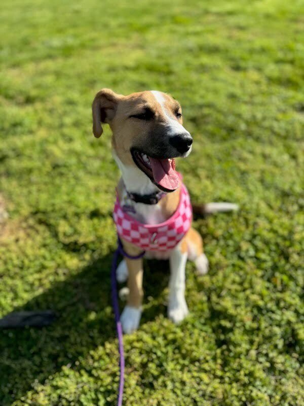 DAISY (JACKPOT) - Terrier available for adoption