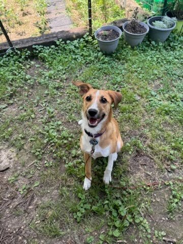 Daisy (Jackpot) - Photo 3