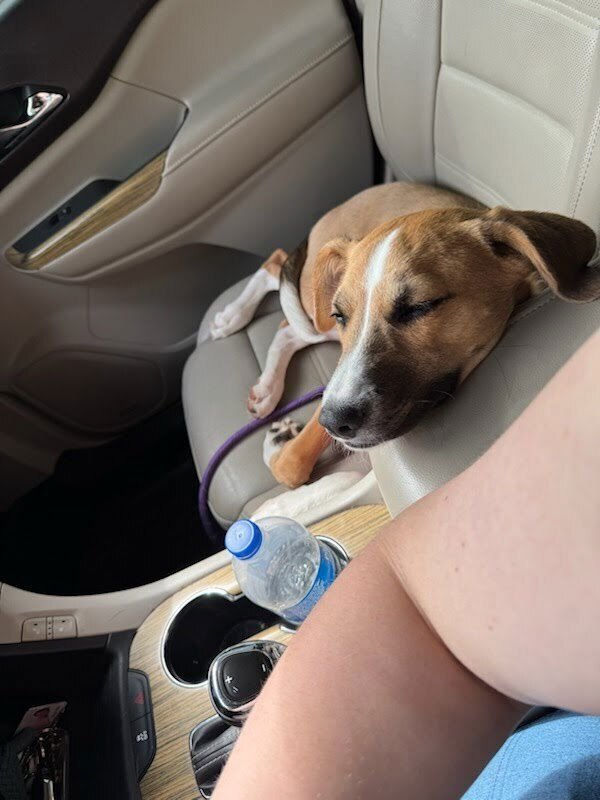 Daisy (Jackpot) - Photo 4