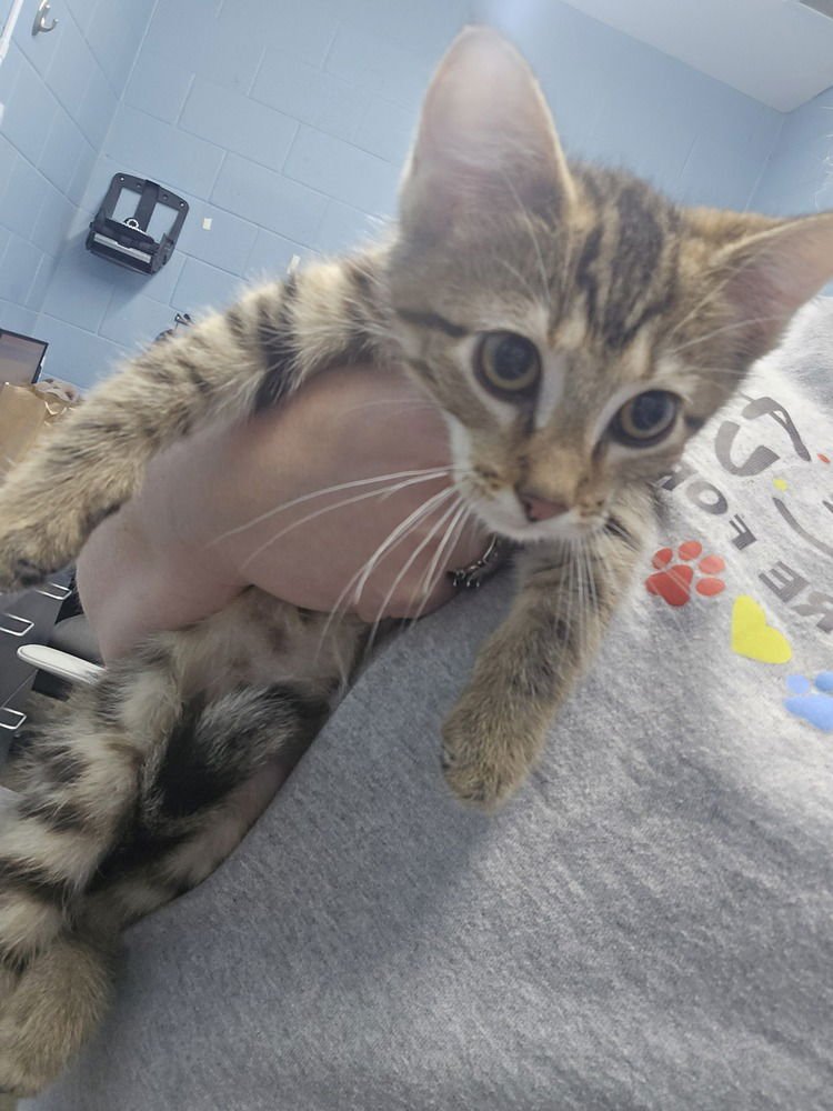 FUDGE ROUND - Domestic Short Hair available for adoption