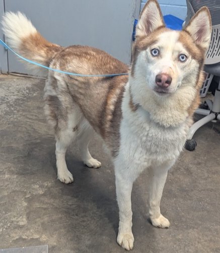 COOPER - Husky available for adoption
