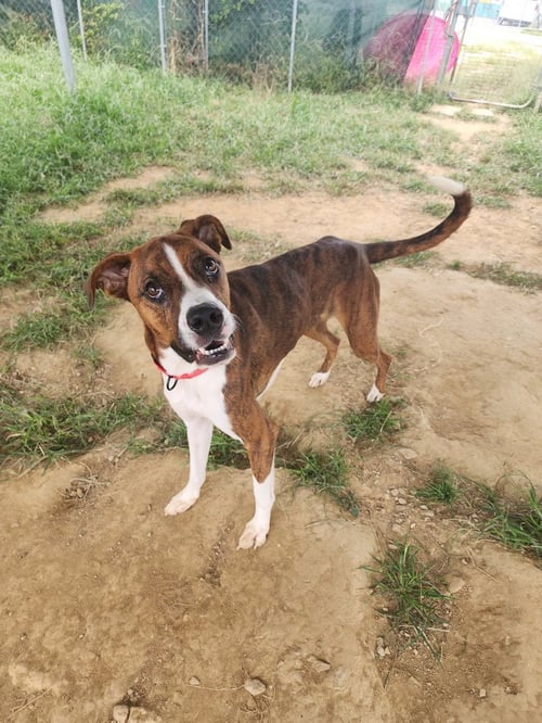 MIXER - Boxer available for adoption