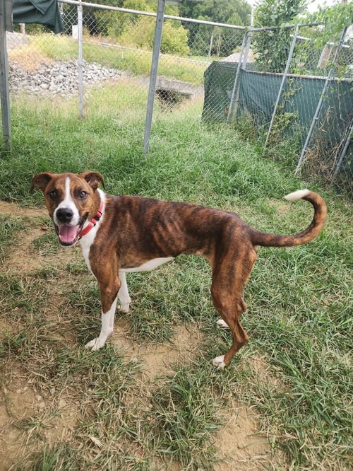 MIXER - Boxer available for adoption