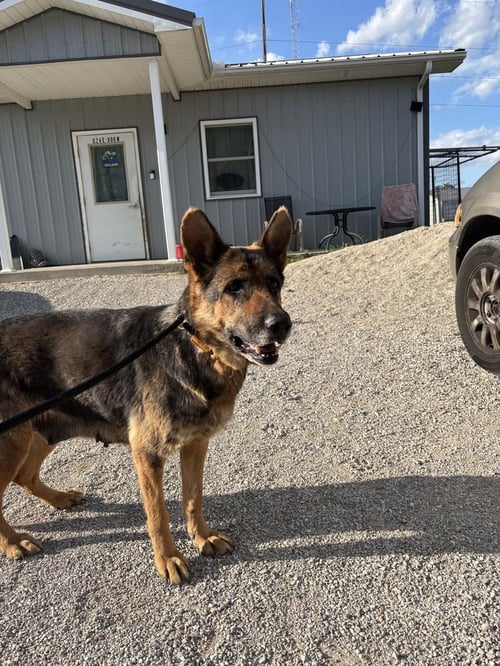 ELARA - German Shepherd Dog available for adoption