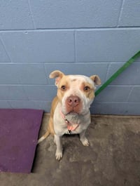 Mark Ruffalo - Photo 1