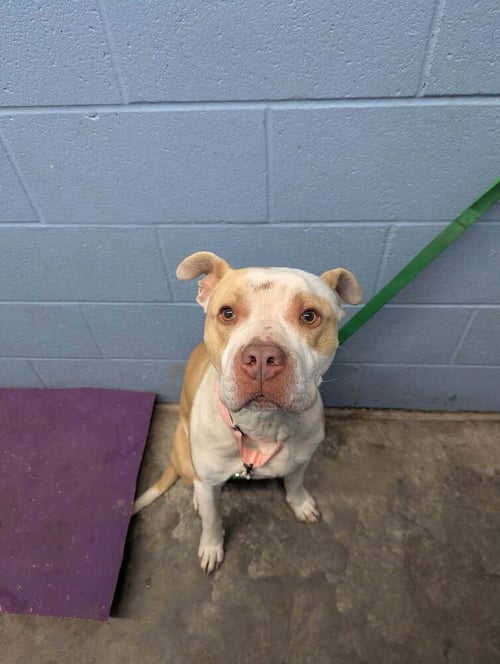 MARK RUFFALO - Pit Bull Terrier available for adoption