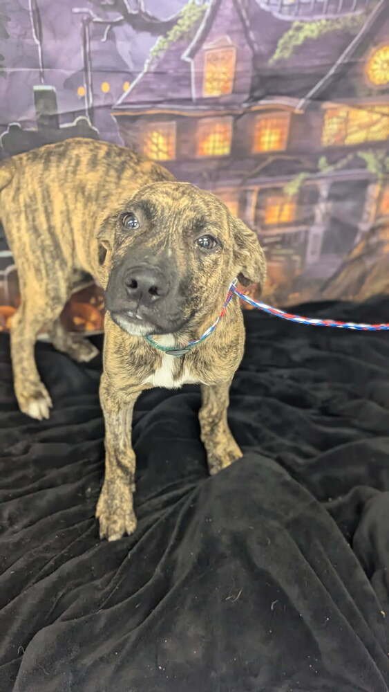 FRENCH FRY - Cane Corso Mastiff available for adoption