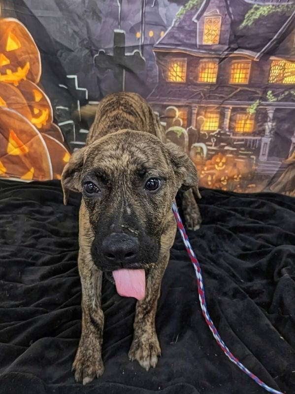 FRENCH FRY - Cane Corso Mastiff available for adoption