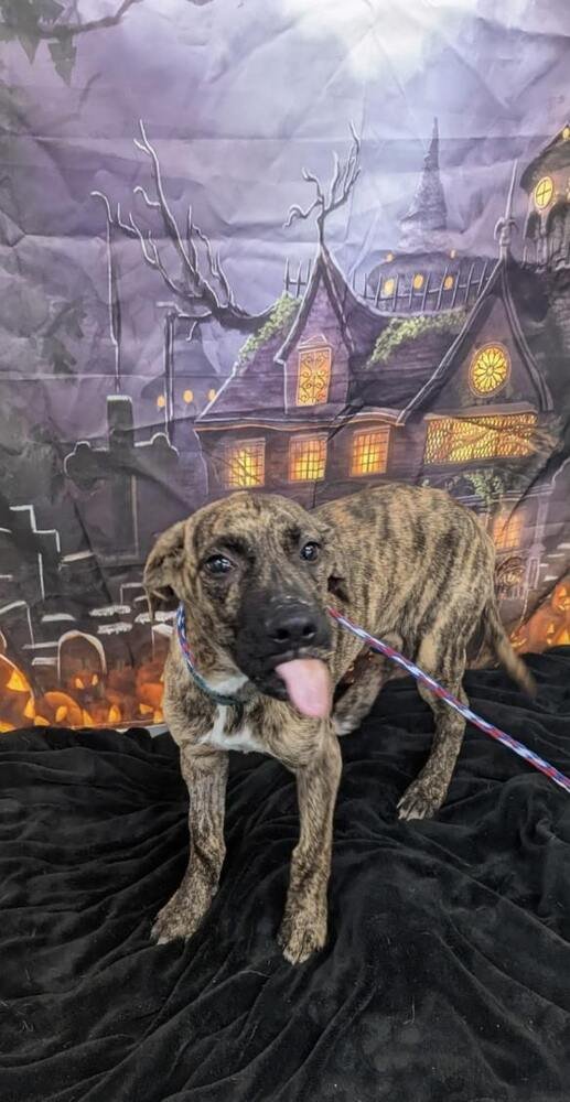 French Fry - Photo 3