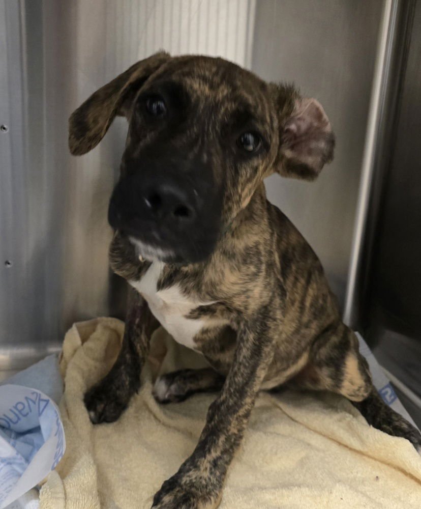 French Fry - Photo 4