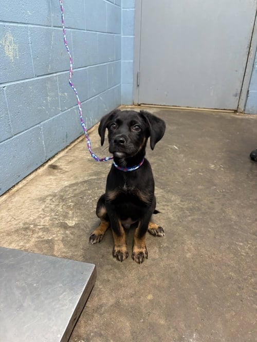DRE - Shepherd available for adoption