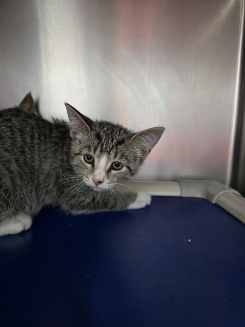 ELTON - Domestic Short Hair available for adoption