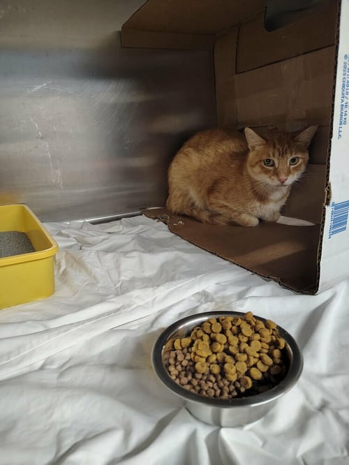 FUNSHINE BEAR - Domestic Short Hair available for adoption