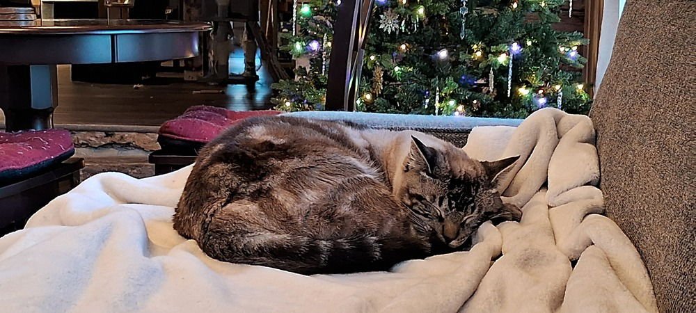 ABAYOMI - Siamese / Ragdoll available for adoption