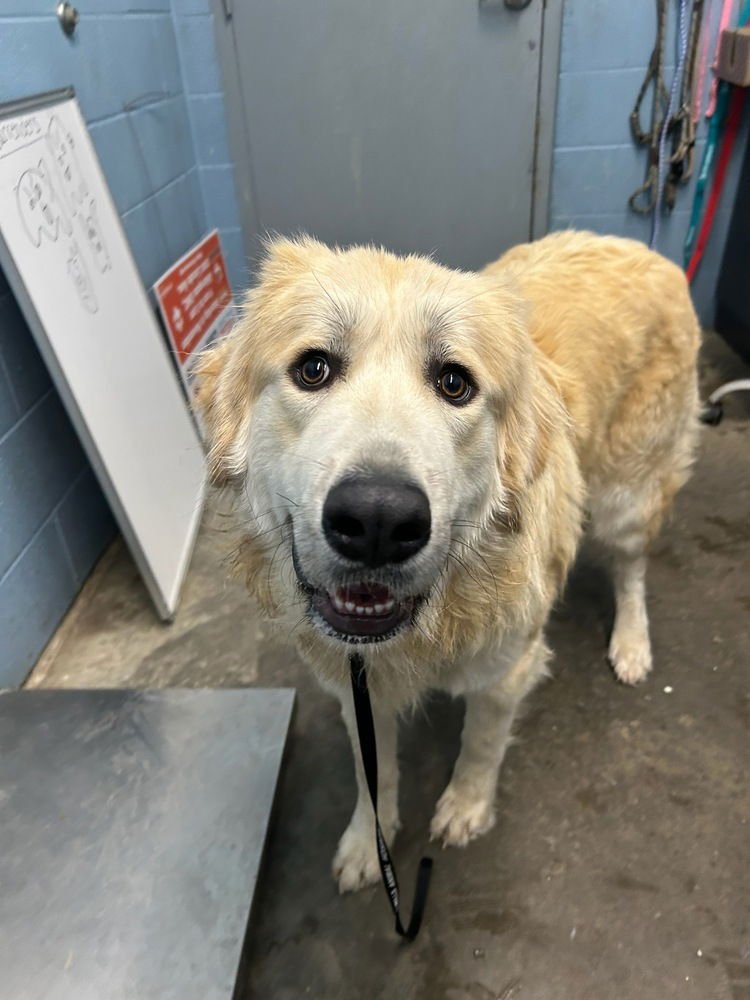 GLACIER - Great Pyrenees available for adoption