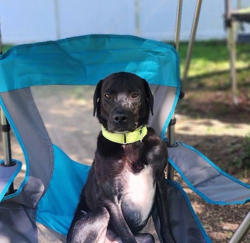 HARBOUR - Labrador Retriever available for adoption