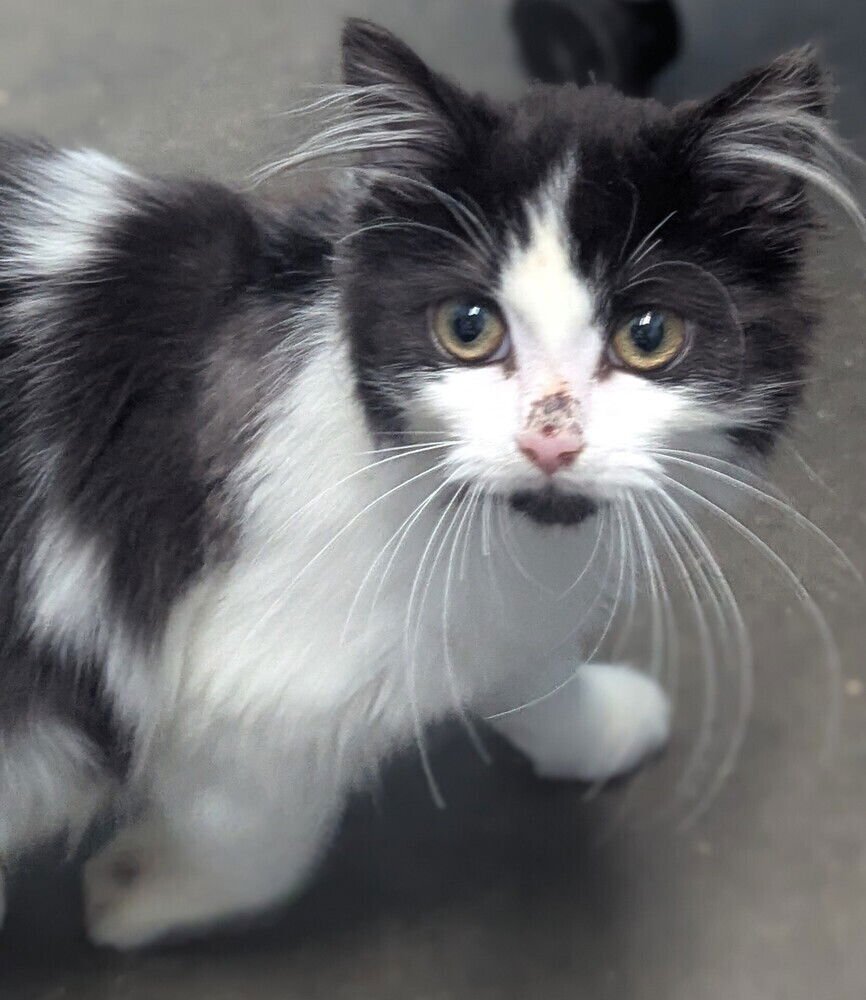 LADY SARAH - Domestic Medium Hair available for adoption