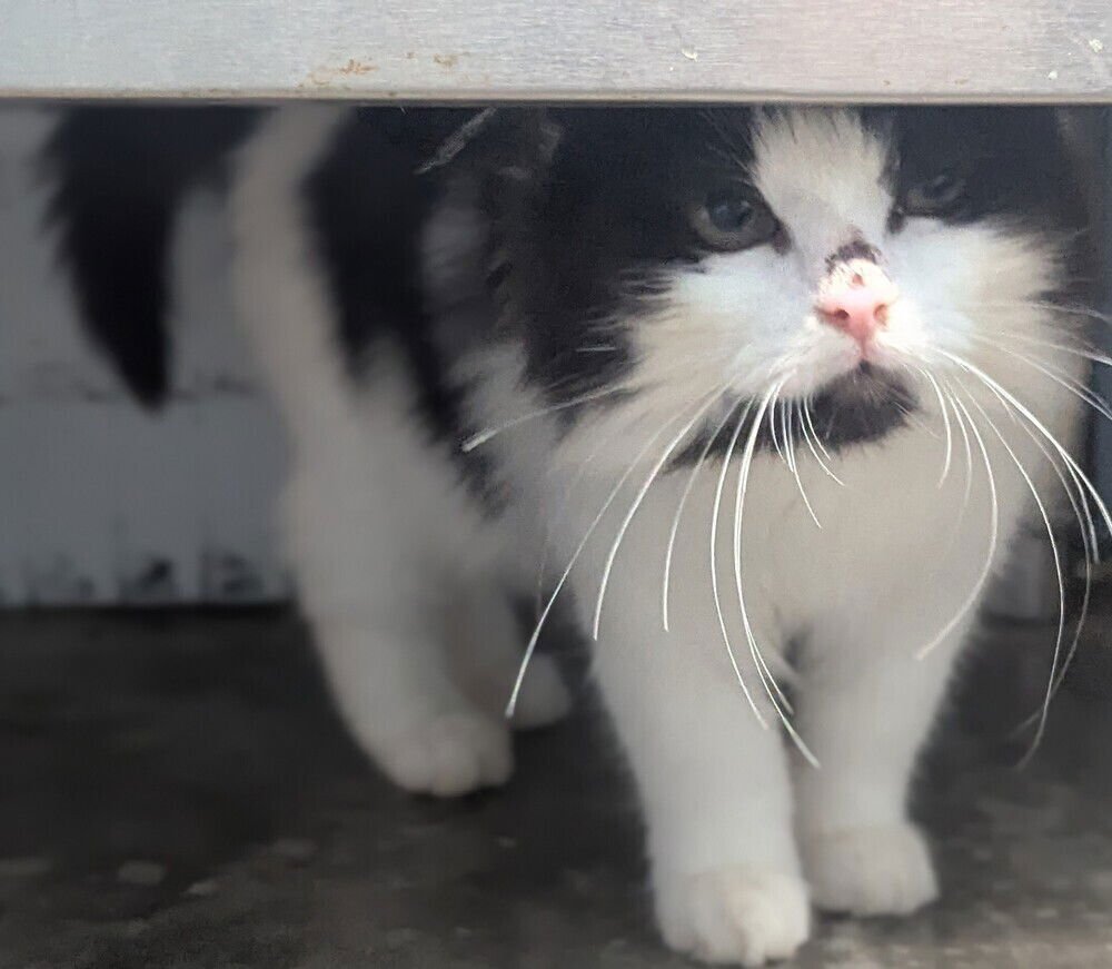 LADY SARAH - Domestic Medium Hair available for adoption