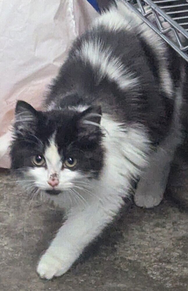 Lady Sarah - Photo 3