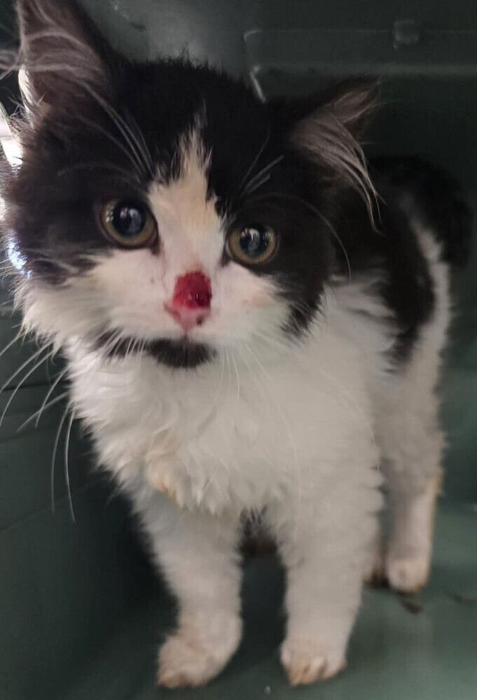 Lady Sarah - Photo 4