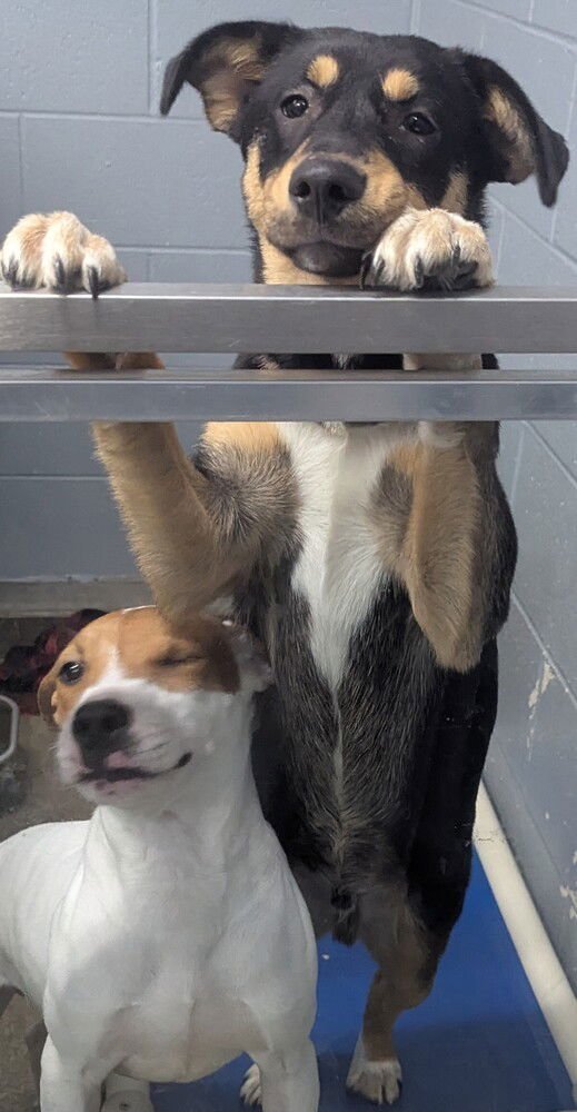 RYAN - Husky / Collie available for adoption