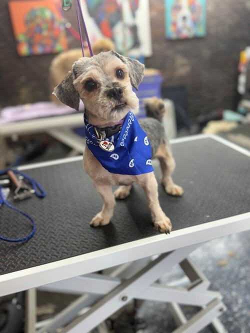 CHARLIE - Lhasa Apso available for adoption