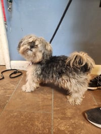 Charlie - Photo 2