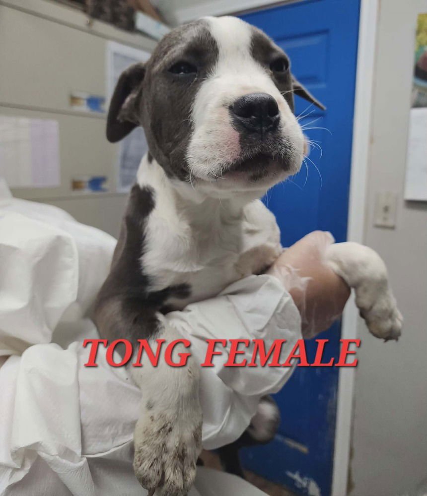 TONG - Pit Bull Terrier available for adoption
