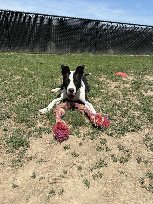 ROSCOE TIPPY - Pit Bull Terrier available for adoption