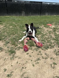 Roscoe Tippy - Photo 2