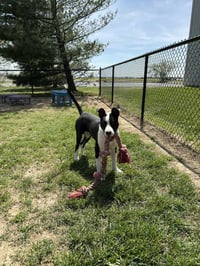 Roscoe Tippy - Photo 3