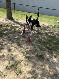 Roscoe Tippy - Photo 4