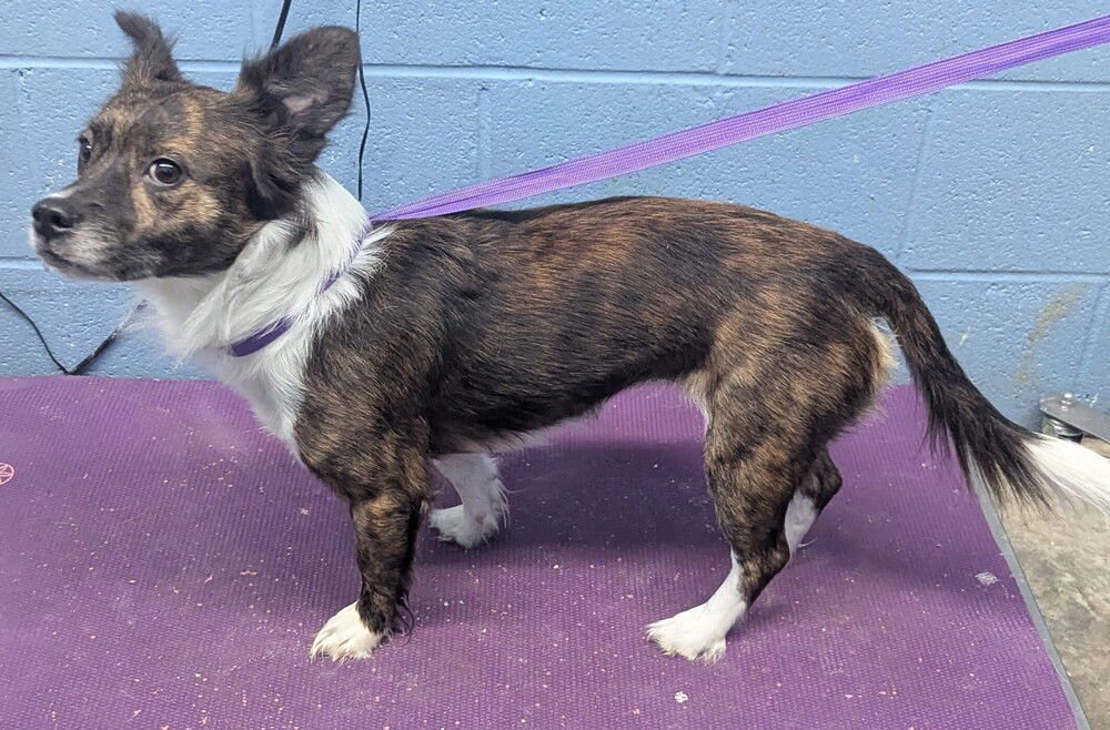 EDWINA - Terrier available for adoption