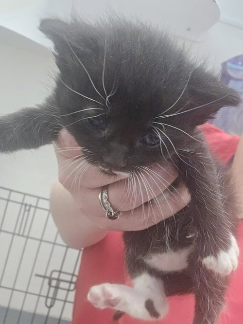 CORA - Domestic Short Hair available for adoption