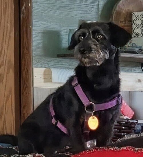 BUDDY G - Miniature Schnauzer available for adoption