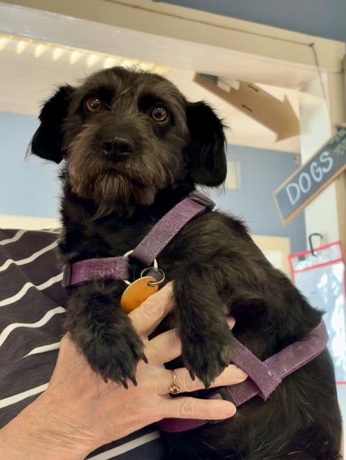 BUDDY G - Miniature Schnauzer available for adoption